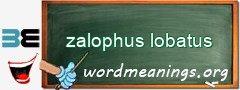 WordMeaning blackboard for zalophus lobatus